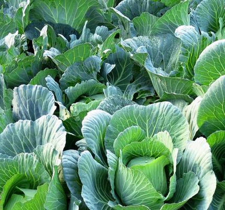 應(yīng)用案例
