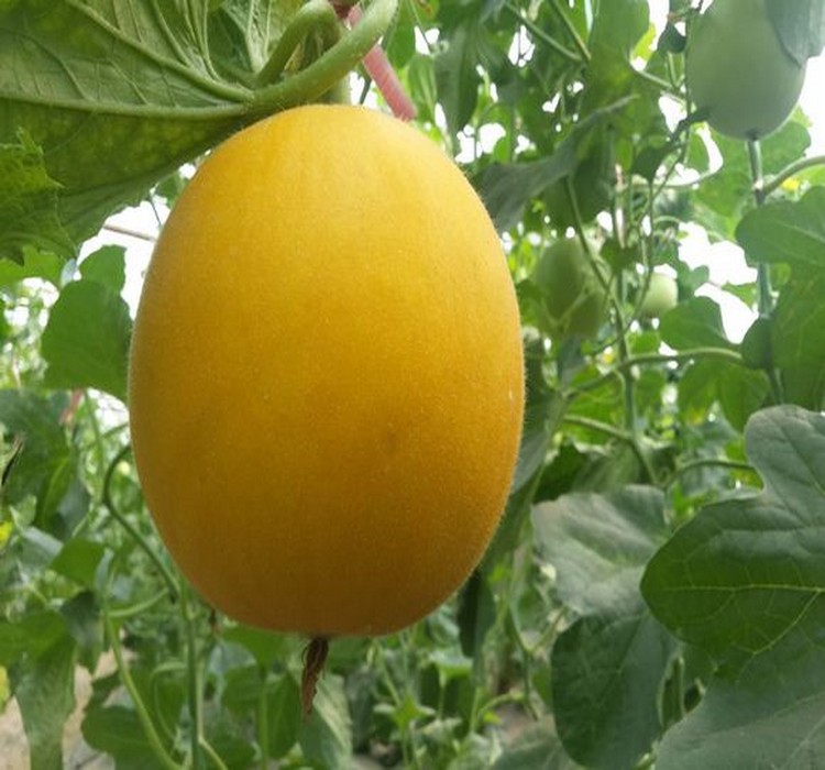 應(yīng)用案例